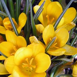 Crocus Mammouth  fleurs jaunes